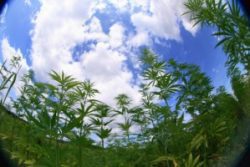 Floridians Wait for Low-THC Cannabis