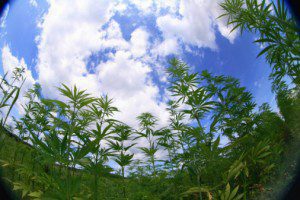 Floridians Wait for Low-THC Cannabis Treatment Due to Health Department’s Failings